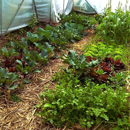 Arambha Ecovillage Farmstay Tabua  エクステリア 写真